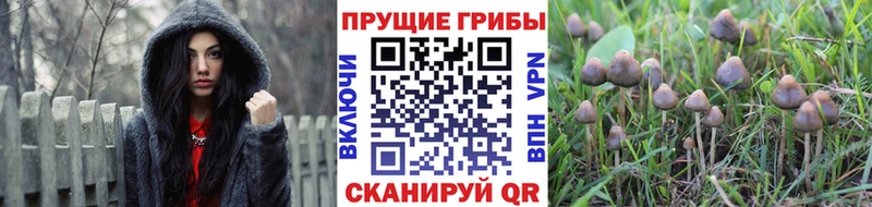 Псилоцибиновые грибы Psilocybine cubensis Щёлково